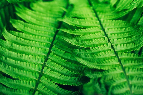 Belle verdure fraîche feuilles de fougère fond . — Photo