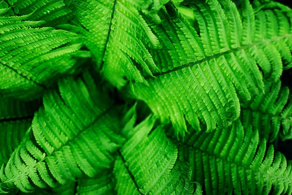 Belle verdure fraîche feuilles de fougère fond . — Photo