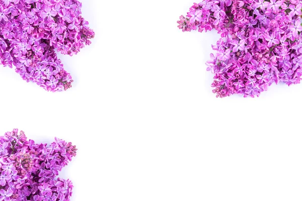 Zweige lila Blüten isoliert auf weißem Hintergrund. Syringa vulgaris. Kopierraum. Grußkarte. — Stockfoto