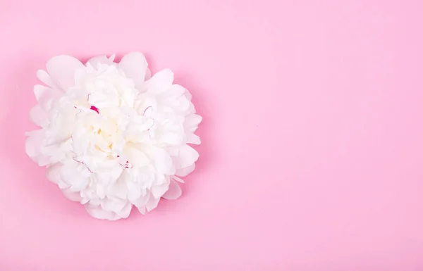 Cabeça de flor peônia branca macia bonita no fundo rosa pastel . — Fotografia de Stock