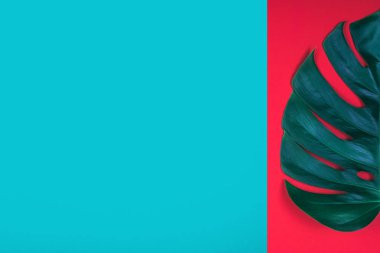 Mercan kırmızısı ve zümrüt yeşili arka plan üzerinde tropikal egzotik bitki yeşil monstera yaprağı.