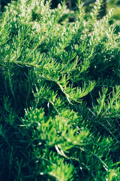 Fond d'herbe de romarin frais en plein soleil . — Photo