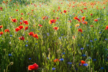 Gün batımında yabani kırmızı haşhaş (Papaver rhoeas) güzel alan. Çiçek arka plan.