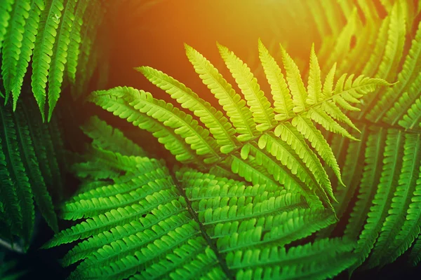 Красивая свежая зеленая папоротник листья фона . — стоковое фото