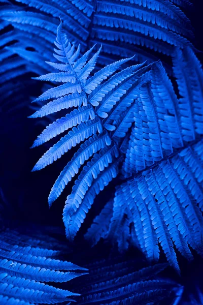 Beautiful fresh blue cyan color fern leaves background. — Stock Photo, Image