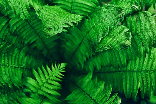 Красивая свежая зеленая папоротник листья фона . — стоковое фото