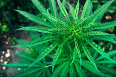 Bahçede yetişen marihuana bitkisi.