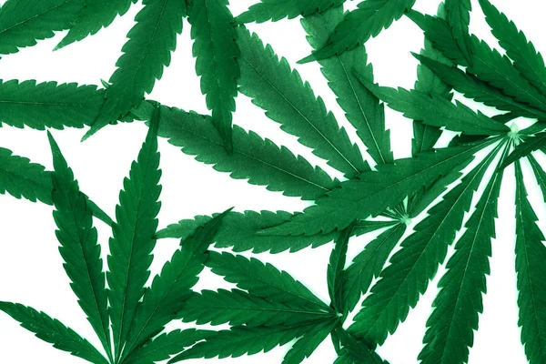 Top vy av cannabis marijuana gröna blad på vit bakgrund. — Stockfoto