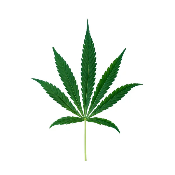 Beyaz arkaplanda izole edilmiş esrar marihuana yeşil yaprağının üst görünümü.
