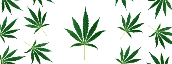 Top view of cannabis marihuana green leaves on white background.Banner. — Stockfoto