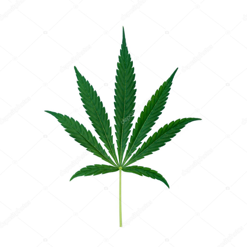 Top view of cannabis marihuana green leaf isolated on white background.
