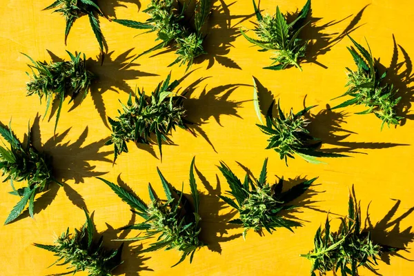 Taze marihuana esrar tomurcukları ya da sarı arka planda çiçekler..