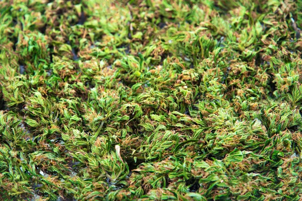 Botões verdes frescos ou flores de cannabis fundo maconha erva . — Fotografia de Stock