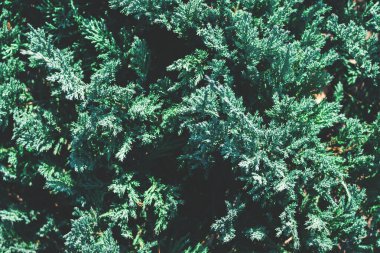 Doğal yeşil iğne yapraklı arka plan.