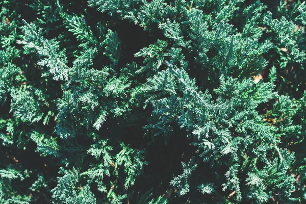 Naturlig grön barrträd bakgrund. — Stockfoto