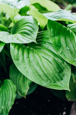 Açık havada yetişen taze yeşil yaprakların ön manzarası. Dikey resim.