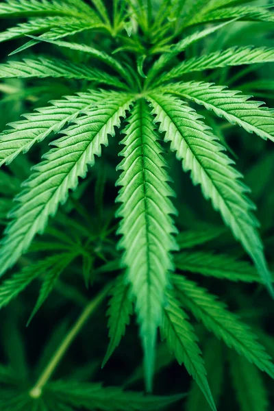 Framsidan av unga marijuana gröna växtblad växer utomhus i trädgården. — Stockfoto