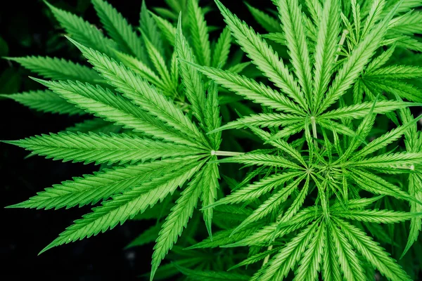 Ovanifrån av unga marijuana gröna växtblad växer utomhus i trädgården. — Stockfoto