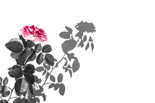 Rosa Rose und ihr Schatten isoliert auf weißem Hintergrund. — Stockfoto