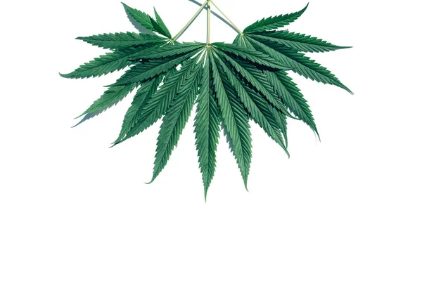 Ovanifrån av cannabis marijuana gröna blad isolerad på vit bakgrund med plats för text. — Stockfoto