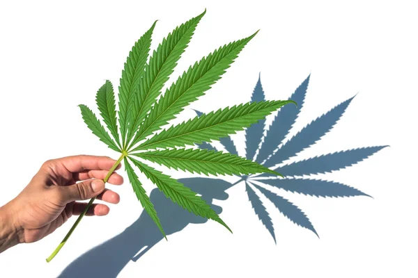 Cannabis marijuana grönt blad i hand med skugga isolerad på vit bakgrund. — Stockfoto