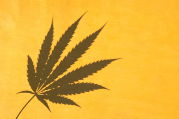 Skuggan av cannabis marijuanablad på gul trä bakgrund.Kopiera utrymme. — Stockfoto