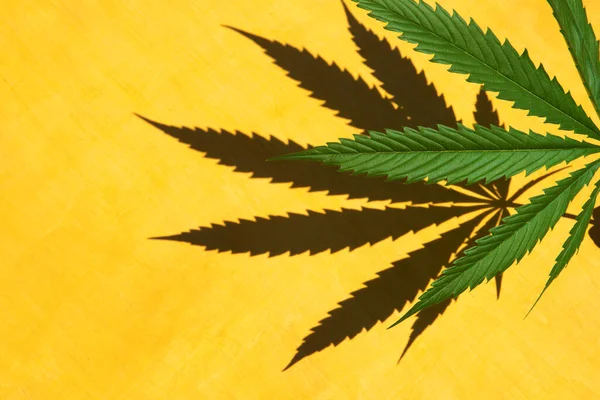 Cannabis marijuana grönt blad med skugga på gul trä bakgrund.Kopiera utrymme. — Stockfoto