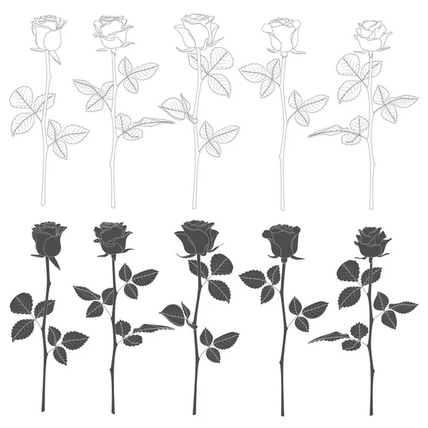 Conjunto Ilustrações Preto Branco Com Rosas Objetos Vetoriais Isolados Fundo —  Vetores de Stock