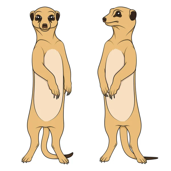 Színes Illusztrációk Meerkats Ábrázolja Elszigetelt Vektoros Objektumok Fehér Háttér — Stock Vector