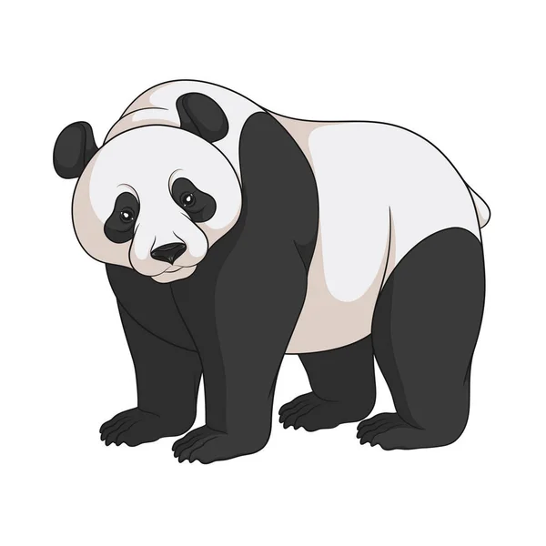 Barevný Vektorový Obrázek Panda Izolovaný Objekt Bílém Pozadí — Stockový vektor