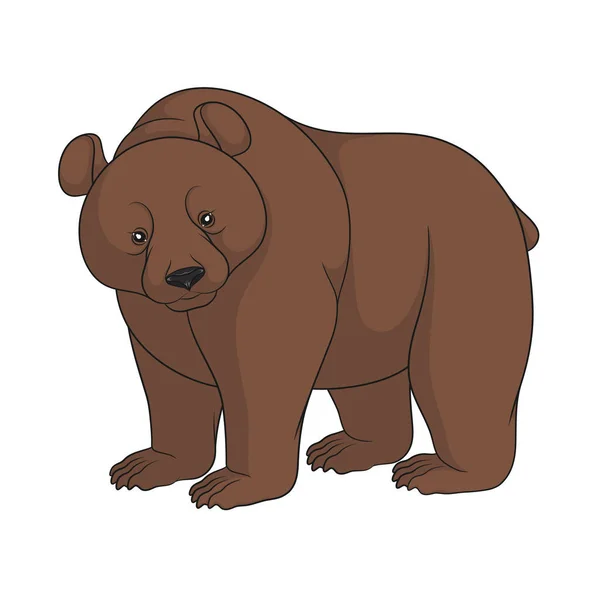 Imagem Colorida Urso Pardo Objeto Isolado Sobre Fundo Branco — Vetor de Stock