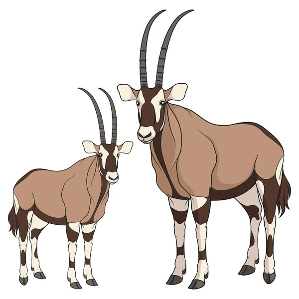 Ensemble Illustrations Couleurs Avec Antilope Oryx Objets Vectoriels Isolés Sur — Image vectorielle