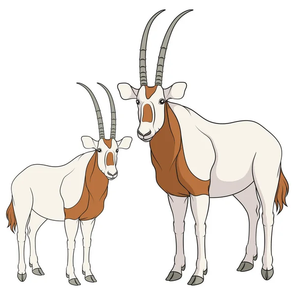 Conjunto Ilustrações Coloridas Com Antílope Oryx Branco Objetos Vetoriais Isolados —  Vetores de Stock