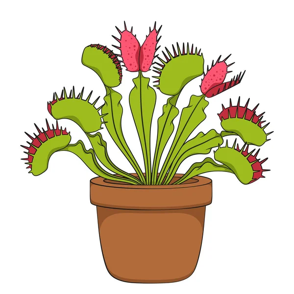 Color image of venus flytrap. 