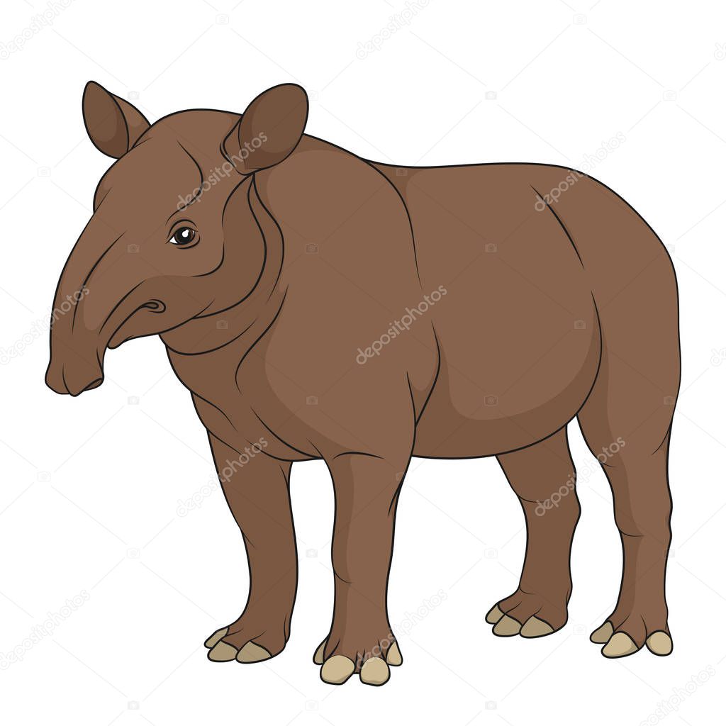 Color illustration of a plain tapir. Isolated vector object on white background.