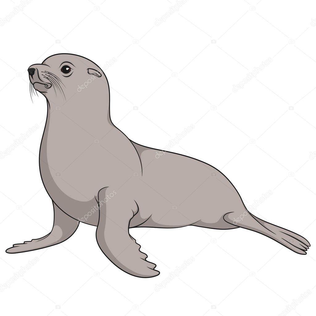 Color illustration with fur seal. Isolated vector object on white background.