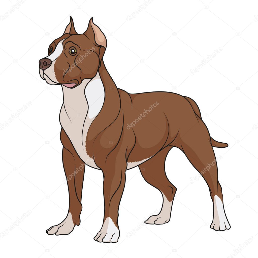 Color illustration of a chocolate, brown pit bull with white spots. Isolated vector object on white background.