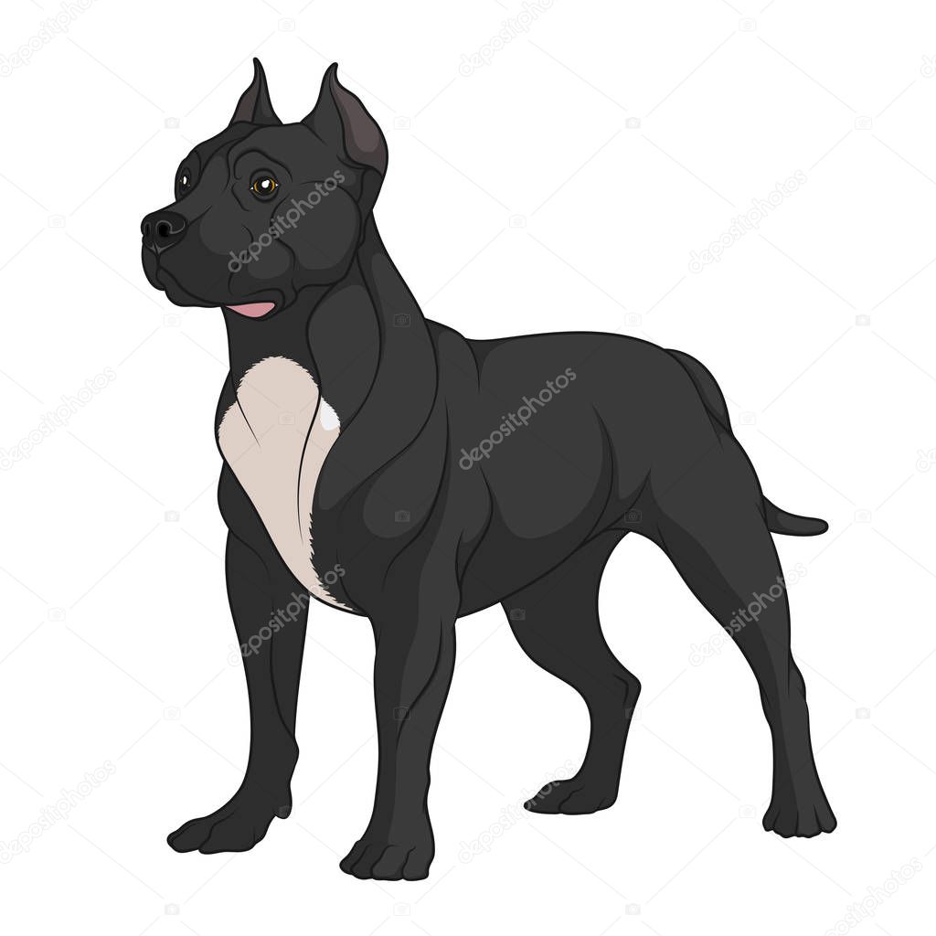 Color illustration of a black pit bull with white spots. Isolated vector object on white background.