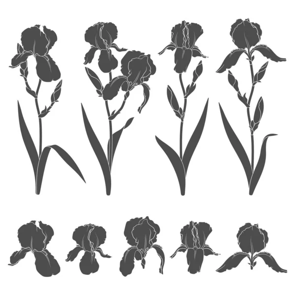 Conjunto Ilustrações Preto Branco Com Flores Íris Objetos Vetoriais Isolados —  Vetores de Stock