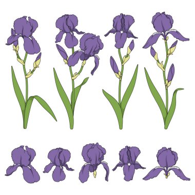 Mor iris çiçekleri ile renk çizimler seti. Beyaz arka planda yalıtılmış vektör nesneleri.