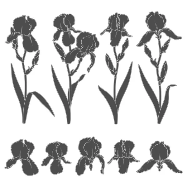 Conjunto Ilustrações Preto Branco Com Flores Íris Objetos Vetoriais Isolados —  Vetores de Stock