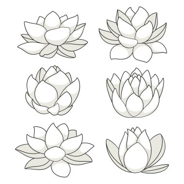 Beyaz su zambağı ve nilüferli renkli çizimler. Beyaz arkaplandaki izole vektör nesneleri.