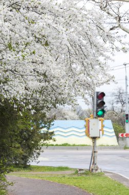  Güzel bahar çiçekleri. Baharda her şey uykudan uyanır. Dışında. İnsanlar olmadan. İnanılmaz doğa.