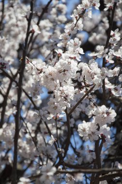 Güzel bahar çiçekleri. Baharda her şey uykudan uyanır. Dışında. İnsanlar olmadan. İnanılmaz doğa.