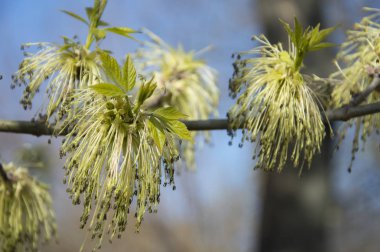Güzel bahar çiçekleri. Baharda her şey uykudan uyanır. Dışında. İnsanlar olmadan. İnanılmaz doğa.