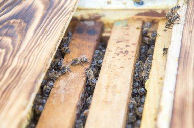 İşçi arılar yay güneşte kendilerini ısıtmak için kovan dışarı tarama