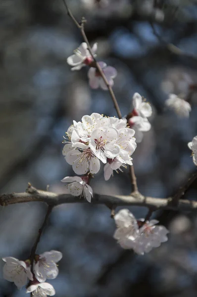 Прекрасные Весенние Цветы Весной Просыпается Сна Снаружи Людей Удивительная Природа — стоковое фото