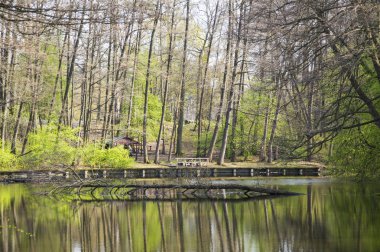 Bankta oturan adam. Güzel bir orman. Bahar yeşil ilerler. Gündüz gölgeleri. İnanılmaz doğa.