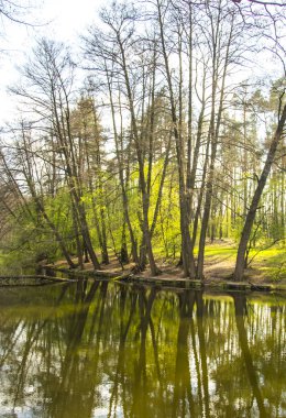 Bankta oturan adam. Güzel bir orman. Bahar yeşil ilerler. Gündüz gölgeleri. İnanılmaz doğa.