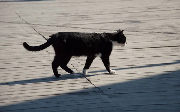 Gato Caminando Muelle — Foto de Stock